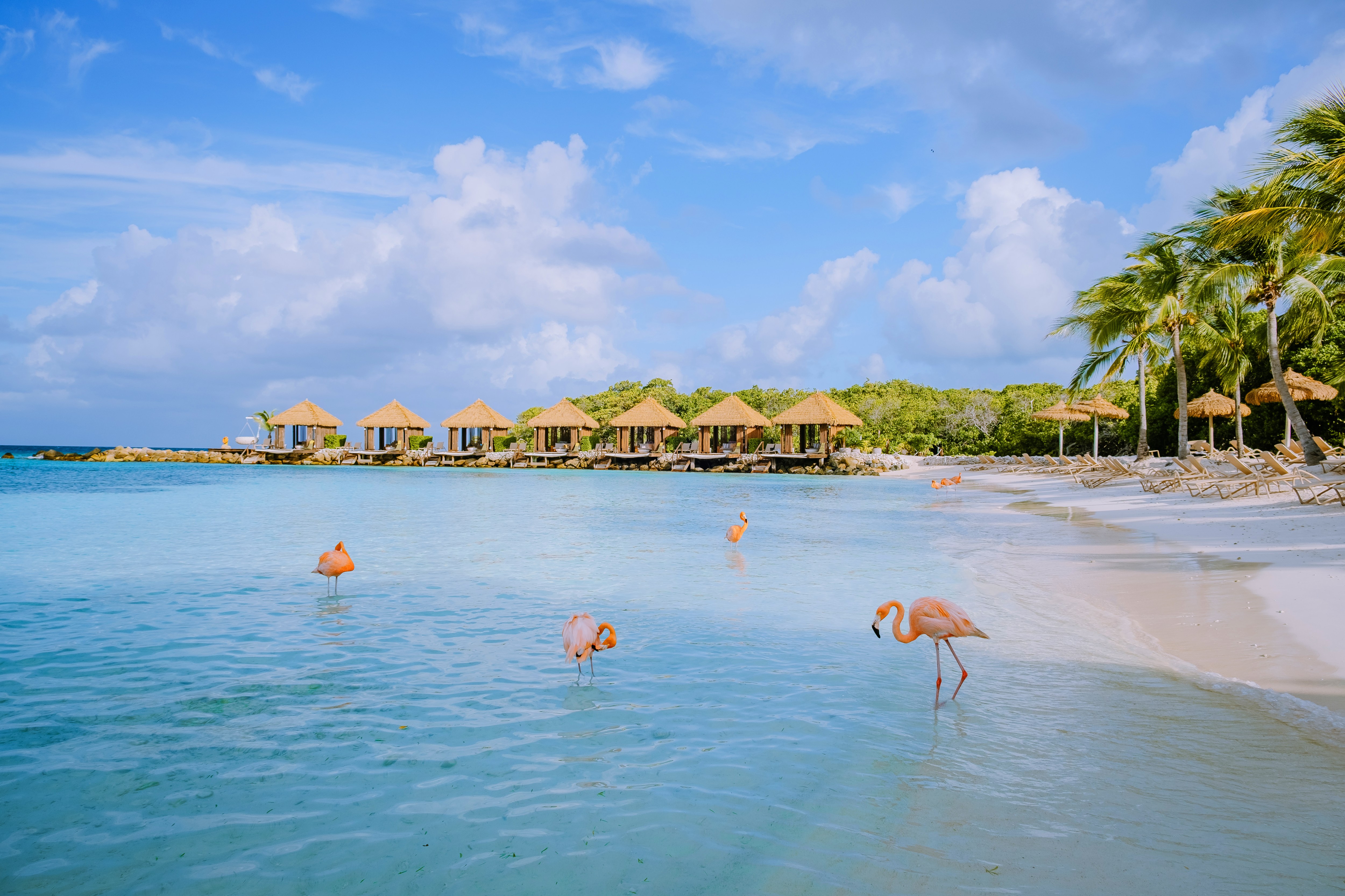 Flamingos in Aruba
